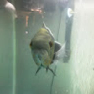 Meet your Posher, Tana